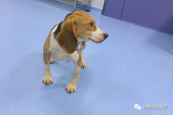国家犬类实验动物资源库