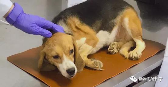 国家犬类实验动物资源库