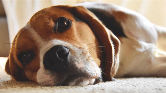 国家犬类实验动物资源库