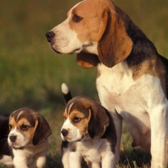 国家犬类动物实验资源库